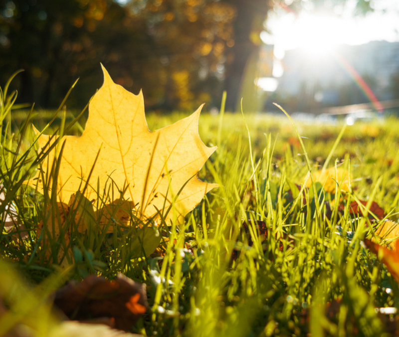 How to Prepare Your Lawn for Fall and Winter